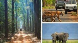 A Wild Escape into Nature